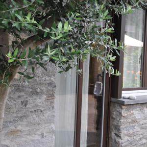 Olive vor den Fenstern